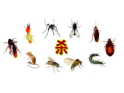 都江堰灭鼠公司 筑牢有害生物防治的安全防线，守护人居健康